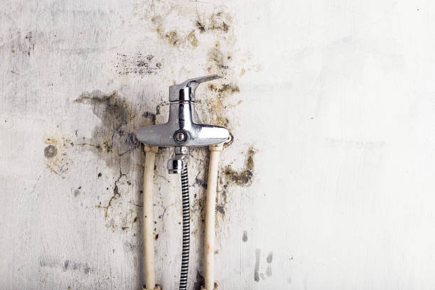 Best Mold Remediation  in Presquille, LA