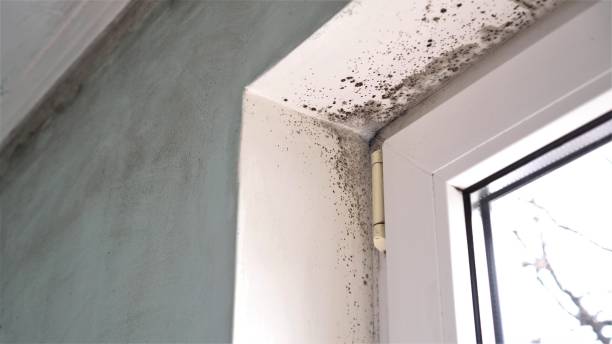 Best Certified Mold Removal  in Presquille, LA