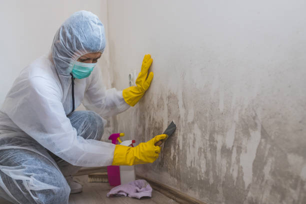 Professional Mold Removal in Presquille, LA