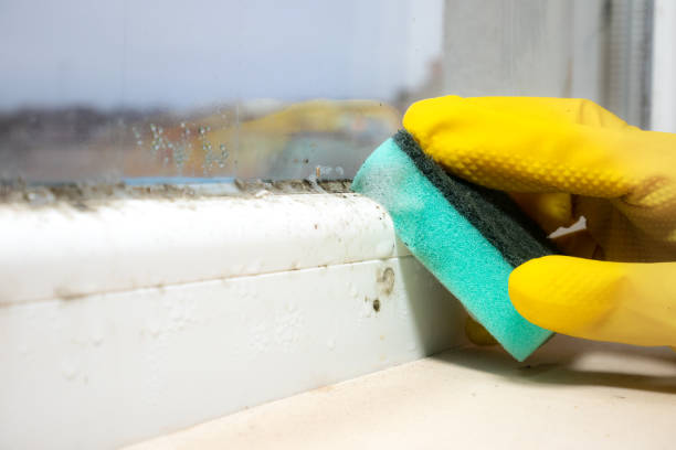 Best Mold Cleaning Services  in Presquille, LA