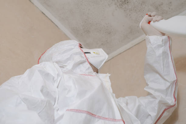 Best Mold Removal Specialists  in Presquille, LA