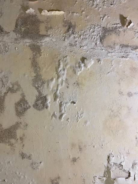 Best Mold Remediation Experts  in Presquille, LA