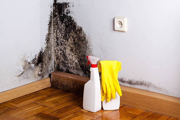 Best Mold Damage Repair  in Presquille, LA