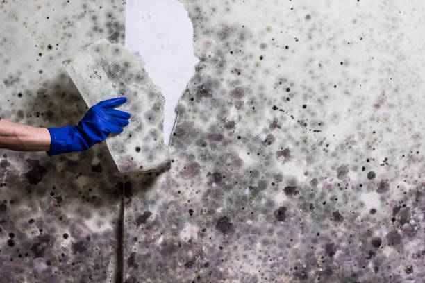 Best Certified Mold Removal  in Presquille, LA