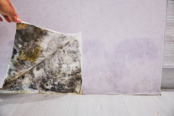 Best Professional Mold Removal  in Presquille, LA